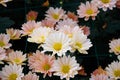 Chrysanthemum Ã¯Â¼ËThe South Shannon Xi YunÃ¯Â¼â°